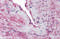 Signal Peptide, CUB Domain And EGF Like Domain Containing 3 antibody, 5847, ProSci, Immunohistochemistry paraffin image 