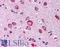 SM-20 antibody, LS-C142747, Lifespan Biosciences, Immunohistochemistry frozen image 