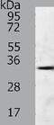 GDNF Family Receptor Alpha 4 antibody, TA322205, Origene, Western Blot image 