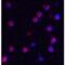 IQ Motif And Sec7 Domain 1 antibody, LS-B12159, Lifespan Biosciences, Immunofluorescence image 