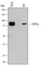 Signal Transducer And Activator Of Transcription 5A antibody, MAB2174, R&D Systems, Western Blot image 