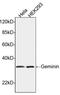 Geminin DNA Replication Inhibitor antibody, LS-B13669, Lifespan Biosciences, Western Blot image 