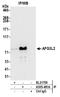 AFG3 Like Matrix AAA Peptidase Subunit 2 antibody, A305-481A, Bethyl Labs, Immunoprecipitation image 