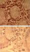 Toll Like Receptor 7 antibody, ab45371, Abcam, Immunohistochemistry paraffin image 