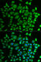 Prolyl 4-Hydroxylase, Transmembrane antibody, 15-093, ProSci, Immunofluorescence image 