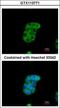 Monoamine Oxidase B antibody, GTX113771, GeneTex, Immunofluorescence image 