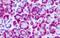 Glutamate Metabotropic Receptor 4 antibody, NLS4713, Novus Biologicals, Immunohistochemistry paraffin image 