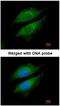 Dipeptidyl Peptidase 8 antibody, NBP1-31256, Novus Biologicals, Immunocytochemistry image 