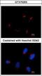 Thyroid Hormone Receptor Interactor 11 antibody, GTX70253, GeneTex, Immunofluorescence image 