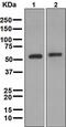 Aldehyde Dehydrogenase 2 Family Member antibody, ab108306, Abcam, Western Blot image 