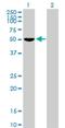 Forkhead Box D4 antibody, H00002298-B01P, Novus Biologicals, Western Blot image 