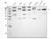 Secretogranin-3 antibody, PA1071, Boster Biological Technology, Western Blot image 