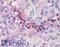 Interleukin 32 antibody, LS-B1369, Lifespan Biosciences, Immunohistochemistry paraffin image 