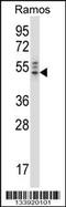 NCK Adaptor Protein 2 antibody, 57-480, ProSci, Western Blot image 