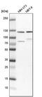 Huntingtin Interacting Protein 1 antibody, PA5-53068, Invitrogen Antibodies, Western Blot image 