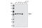 MutL Homolog 1 antibody, 3515S, Cell Signaling Technology, Western Blot image 