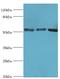 Annexin A11 antibody, LS-C375204, Lifespan Biosciences, Western Blot image 