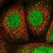 Nitric Oxide Synthase 1 Adaptor Protein antibody, PA5-56330, Invitrogen Antibodies, Immunofluorescence image 