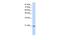 MIF4G Domain Containing antibody, PA5-41894, Invitrogen Antibodies, Western Blot image 