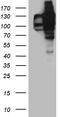 Ubiquitin Specific Peptidase 25 antibody, TA810970S, Origene, Western Blot image 