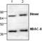Histone Deacetylase 8 antibody, GTX59652, GeneTex, Western Blot image 