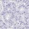 Bestrophin-4 antibody, HPA058564, Atlas Antibodies, Immunohistochemistry frozen image 