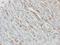 Interleukin 1 Receptor Antagonist antibody, NBP1-32568, Novus Biologicals, Immunohistochemistry paraffin image 