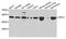 MHC Class I Polypeptide-Related Sequence A antibody, STJ24550, St John