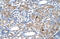 Interferon Induced Protein 44 Like antibody, 30-170, ProSci, Immunohistochemistry paraffin image 