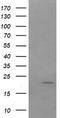 Anaphase Promoting Complex Subunit 11 antibody, LS-C338087, Lifespan Biosciences, Western Blot image 