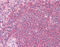 SH3 Domain Containing GRB2 Like, Endophilin B1 antibody, 51-580, ProSci, Immunohistochemistry frozen image 