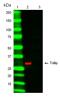 Toll Interacting Protein antibody, MCA6034, Bio-Rad (formerly AbD Serotec) , Western Blot image 