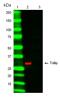 TOLIP antibody, MCA6034, Bio-Rad (formerly AbD Serotec) , Western Blot image 