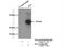 Joining Chain Of Multimeric IgA And IgM antibody, 13688-1-AP, Proteintech Group, Immunoprecipitation image 