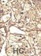 Cell Division Cycle 7 antibody, abx033447, Abbexa, Immunohistochemistry paraffin image 