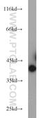 G Protein Subunit Beta 5 antibody, 11045-2-AP, Proteintech Group, Western Blot image 