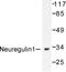 Sphingosine-1-Phosphate Receptor 5 antibody, AP06168PU-N, Origene, Western Blot image 