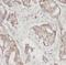 E2F-1 antibody, FNab02600, FineTest, Immunohistochemistry frozen image 