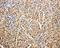 Serpin Family A Member 4 antibody, PA1638, Boster Biological Technology, Immunohistochemistry paraffin image 