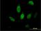 FKBP Prolyl Isomerase 5 antibody, H00002289-B01P, Novus Biologicals, Immunofluorescence image 