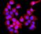 Annexin A7 antibody, PA2076, Boster Biological Technology, Immunofluorescence image 