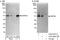 Zinc Finger Protein 24 antibody, A303-091A, Bethyl Labs, Immunoprecipitation image 