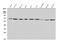 Solute Carrier Family 2 Member 9 antibody, A02245, Boster Biological Technology, Western Blot image 