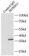 Homeobox D13 antibody, FNab03986, FineTest, Immunoprecipitation image 