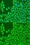 Killer Cell Immunoglobulin Like Receptor, Two Ig Domains And Short Cytoplasmic Tail 4 antibody, GTX32693, GeneTex, Immunofluorescence image 