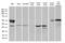 Secreted Frizzled Related Protein 2 antibody, LS-C791273, Lifespan Biosciences, Western Blot image 