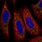 Small Integral Membrane Protein 5 antibody, NBP2-55832, Novus Biologicals, Immunofluorescence image 