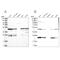 Protein Phosphatase 1 Regulatory Subunit 7 antibody, PA5-56956, Invitrogen Antibodies, Western Blot image 