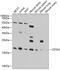 Centrin 3 antibody, 23-408, ProSci, Western Blot image 