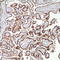 Choriogonadotropin subunit beta antibody, TA327689, Origene, Immunohistochemistry frozen image 